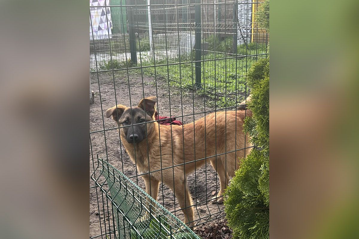 Выглядит верного друга