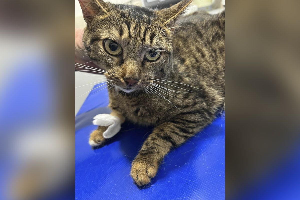 Котик на лечении