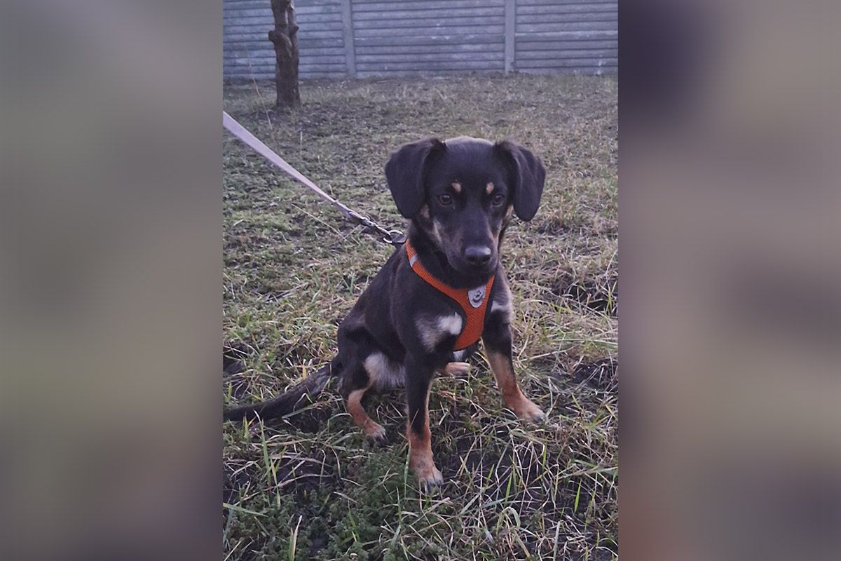 В настоящее время в приюте 76 четырехлапых