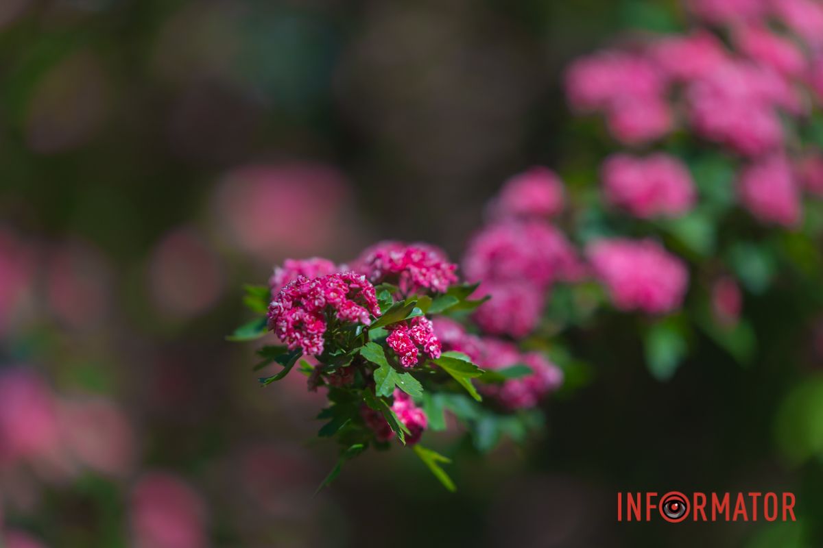 Рожеві плоди глоду 