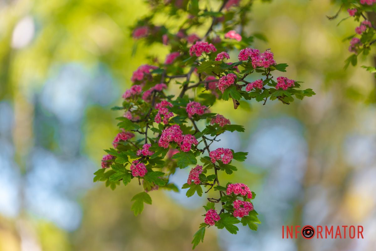 Ця алея знаходиться неподалік озера