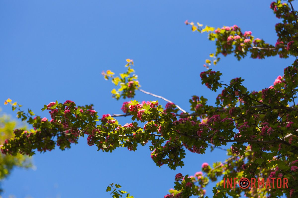 Щось схоже на цукрову вату