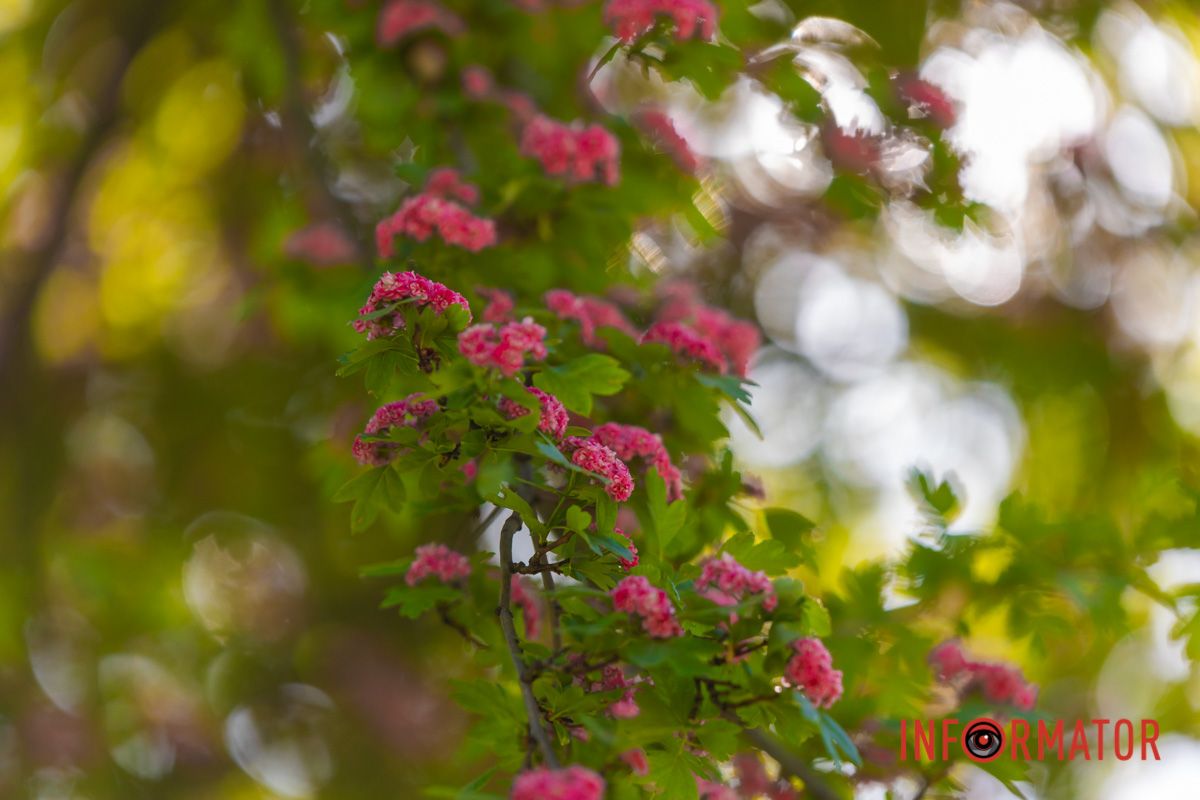 Ви любите фотографувати?