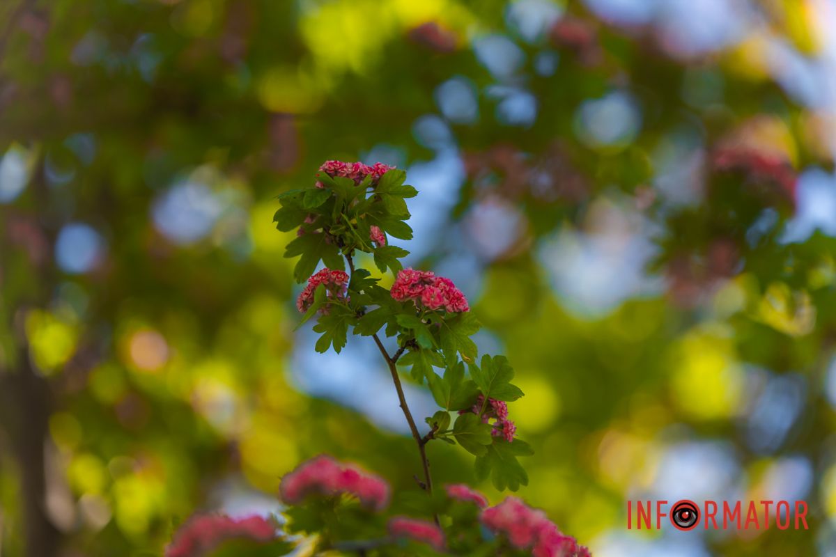 Розквітають дерева глоду