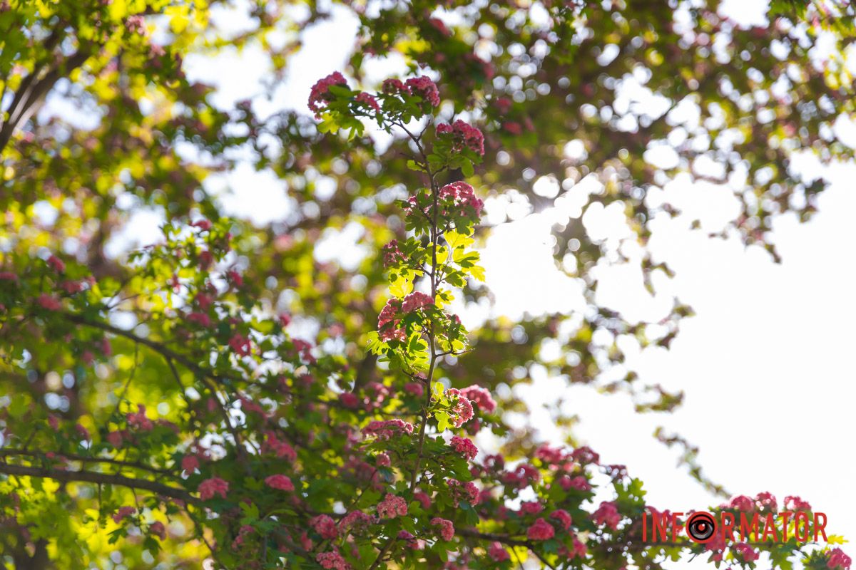 Приємне очам 