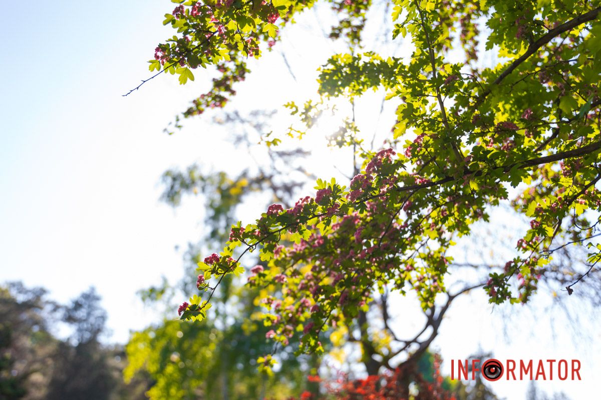 Промені Cонця проникають крізь листя дерев