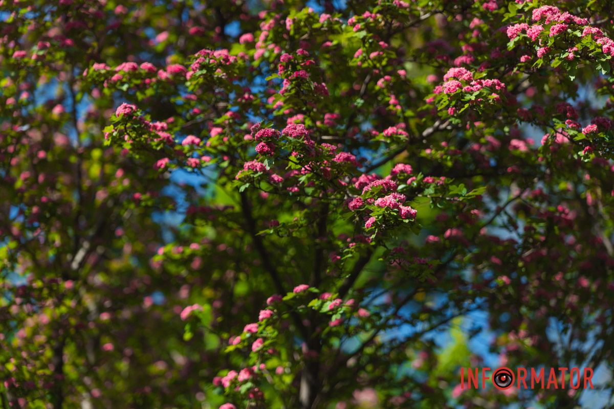 Барвиста палітра