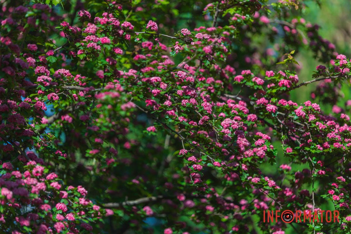 Вражає своєю різноманітністю