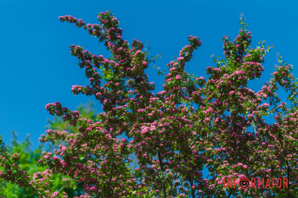 Висота дерева складає 4-6 метрів