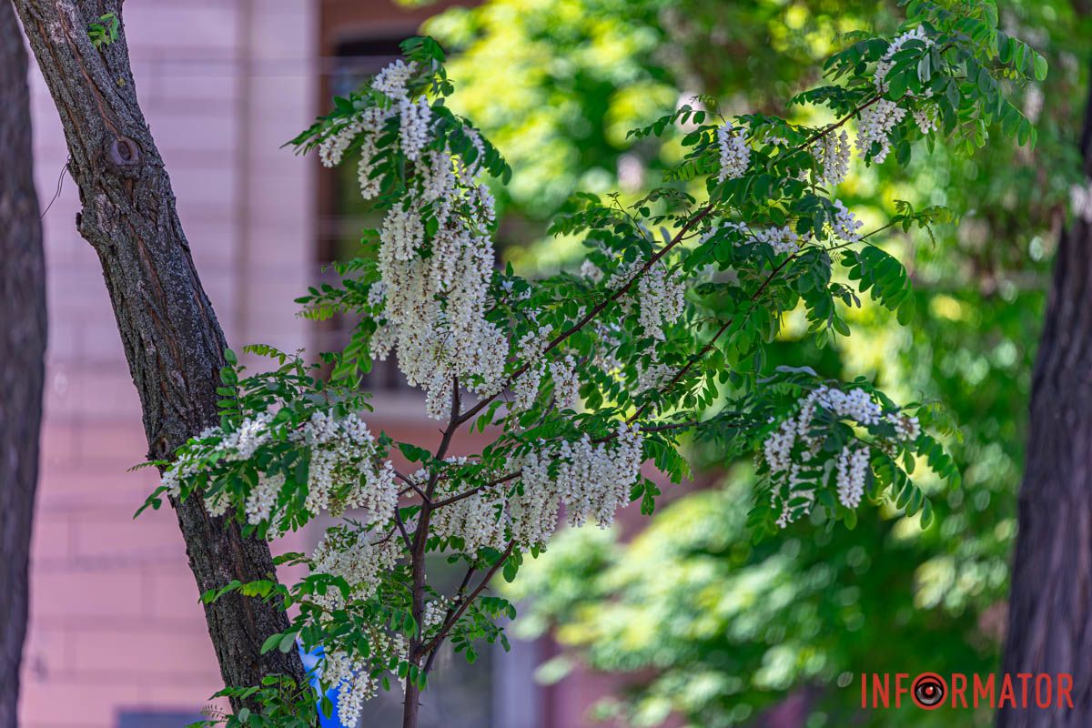 Ось вона йде у вiнку, як весна...