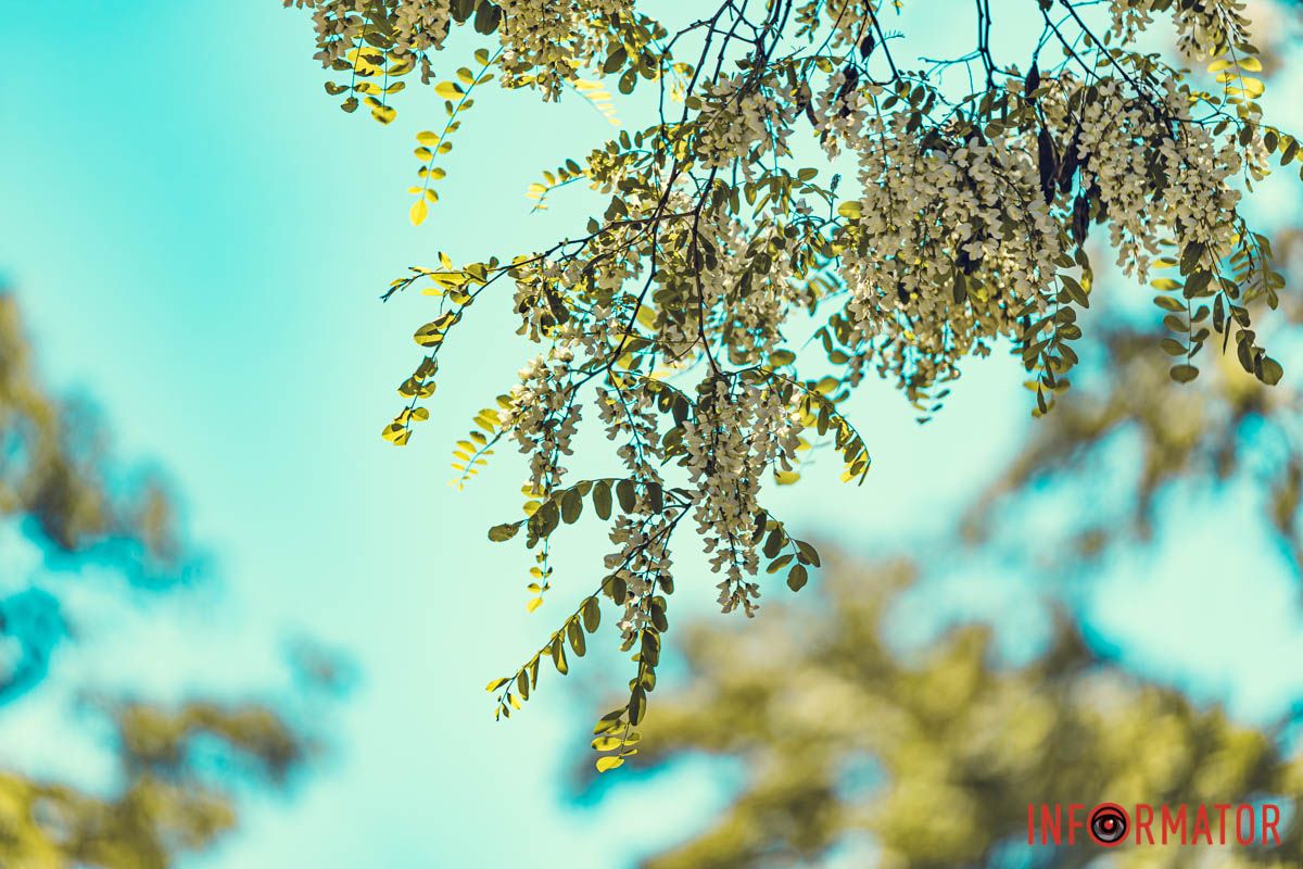 як у моєï Вкраïни...