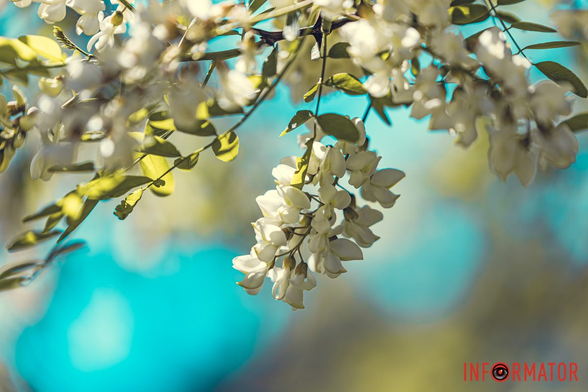 В тебе i губи, i брови твоï,