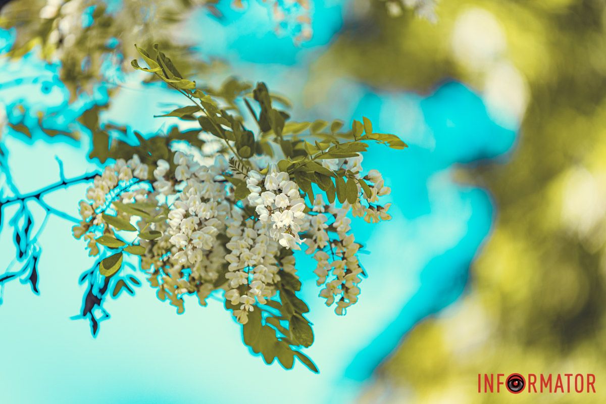 в нiжному вiтрi до рання,