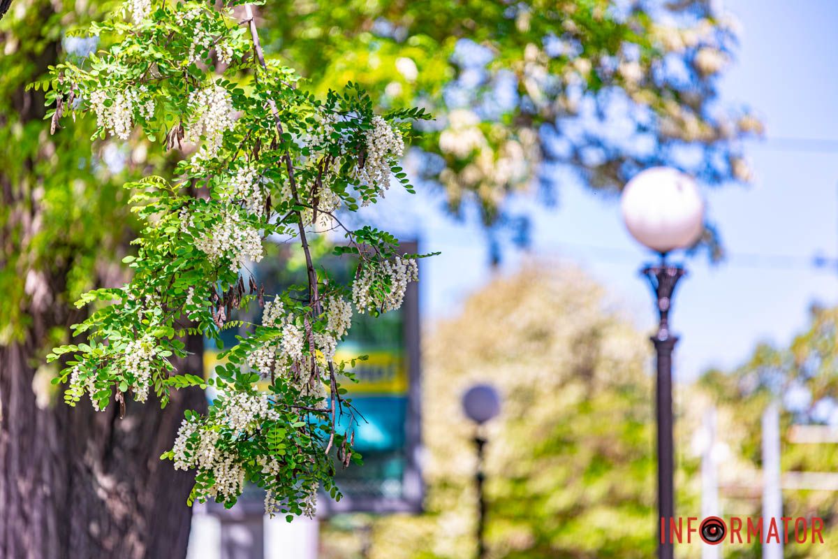 вип'ю я очi твоï молодi,