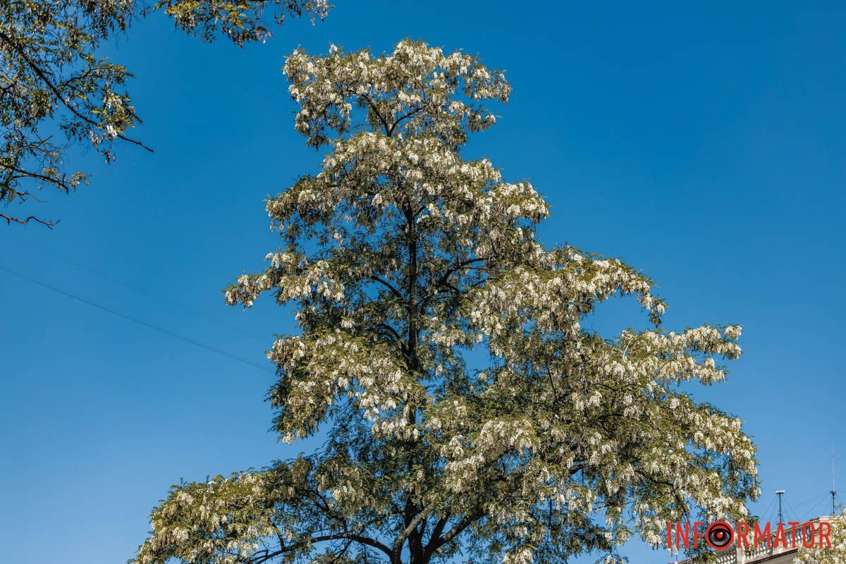 повнi туману кохання...