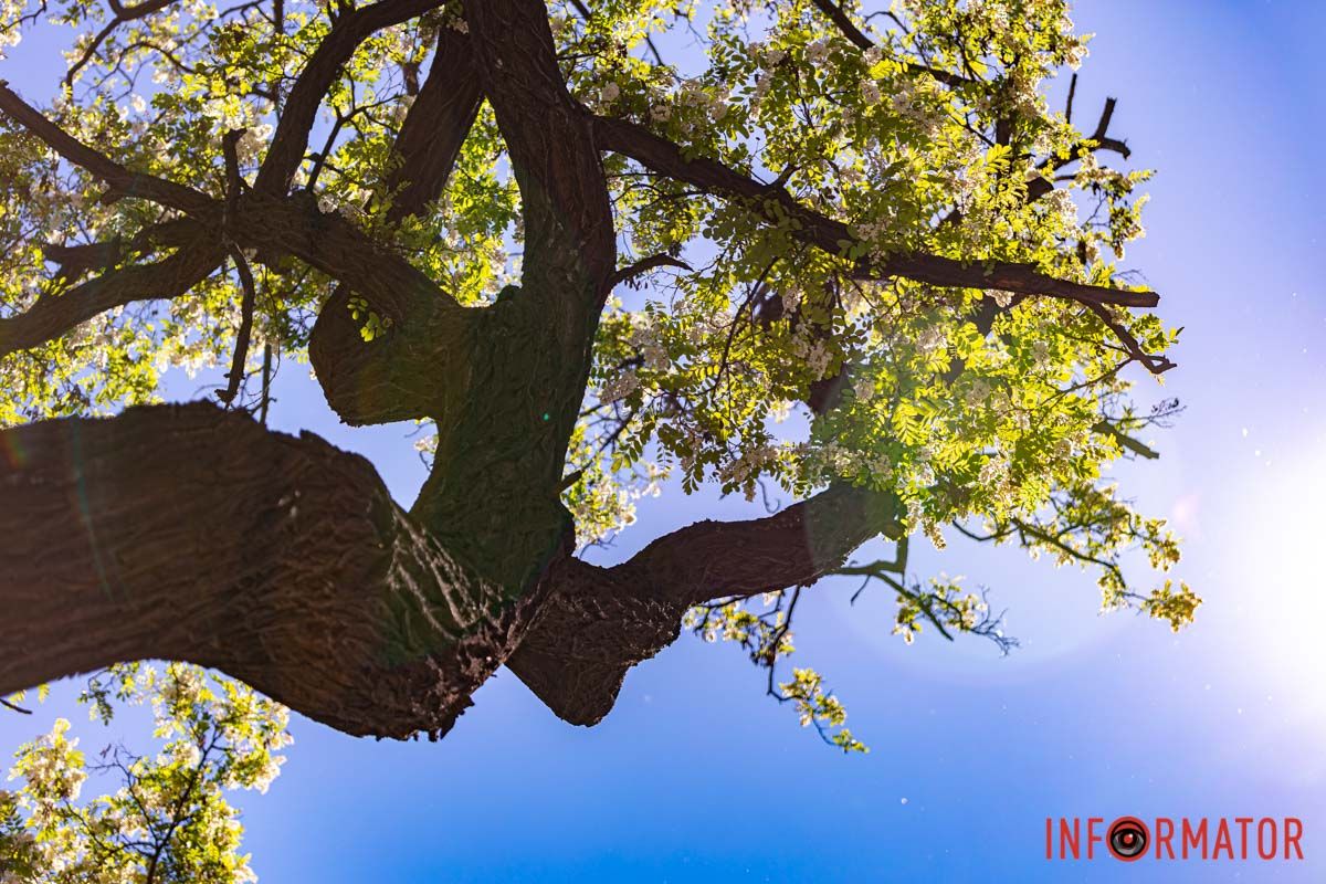 Солодко плачуть в садах солов'ï,