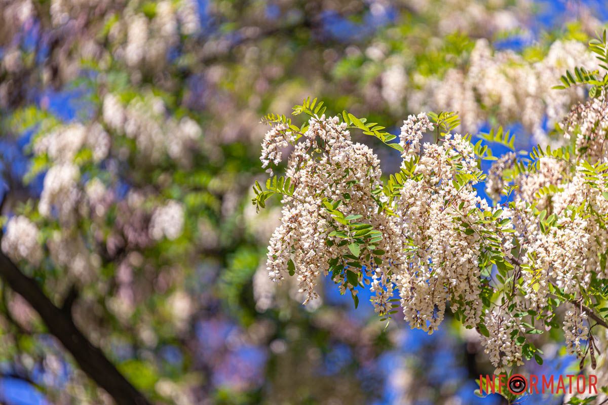 в мiсячнi ночi жагучi,