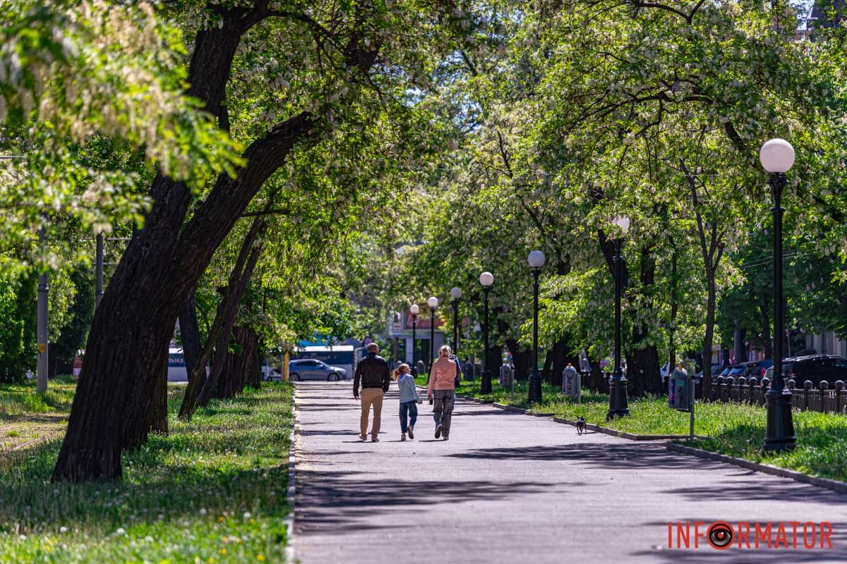 Бiлi акацiï будуть цвiсти