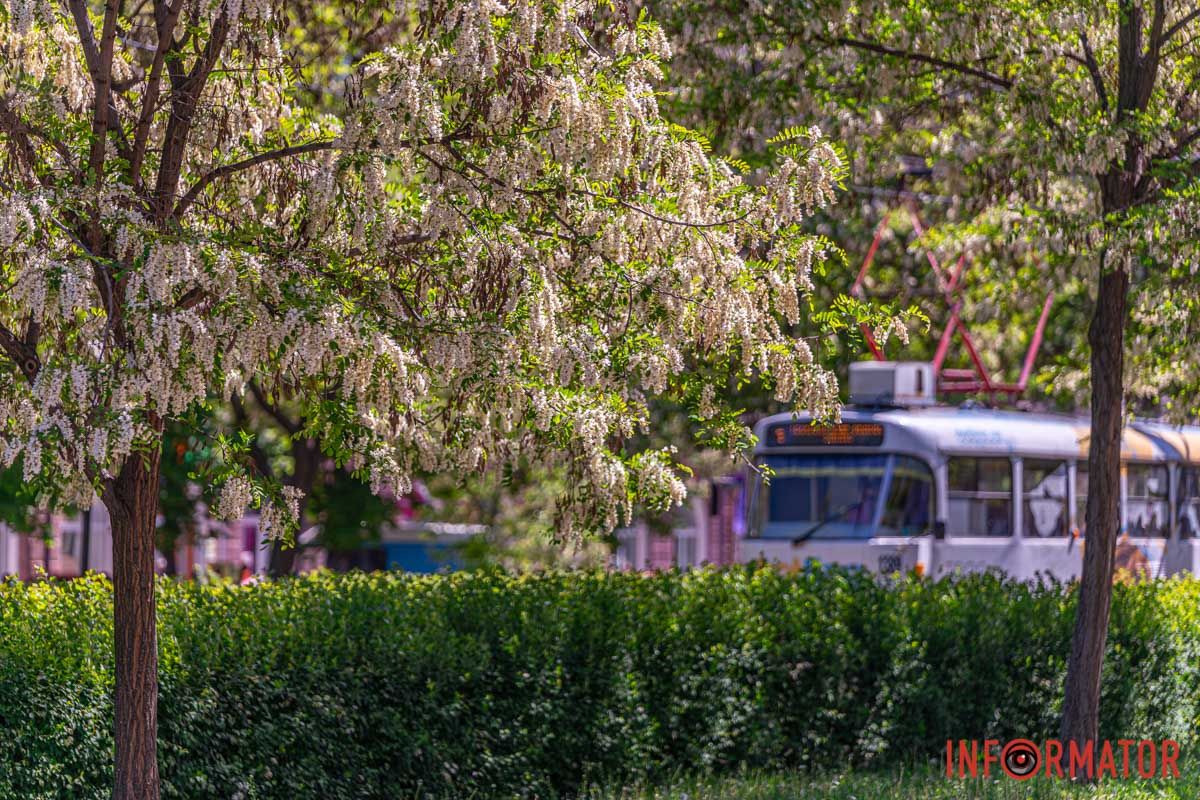 Як пальма слід на антрациті,