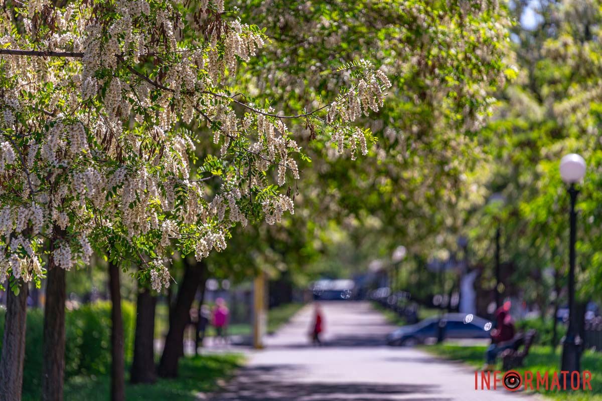 І маків полотно червоне,