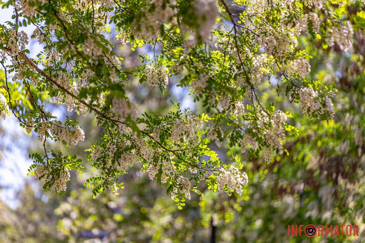 Очей твоїх знадливий ляк;