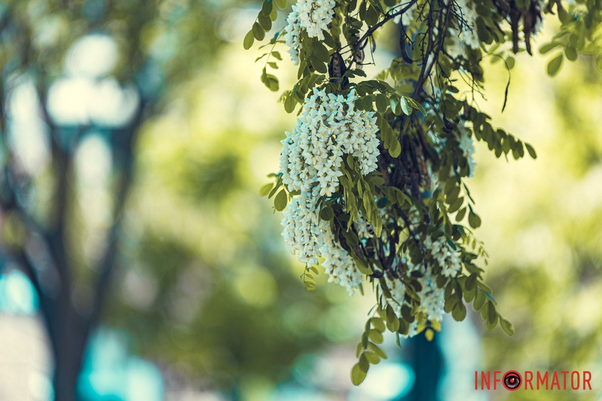 Акації.Бджолині дзвони.