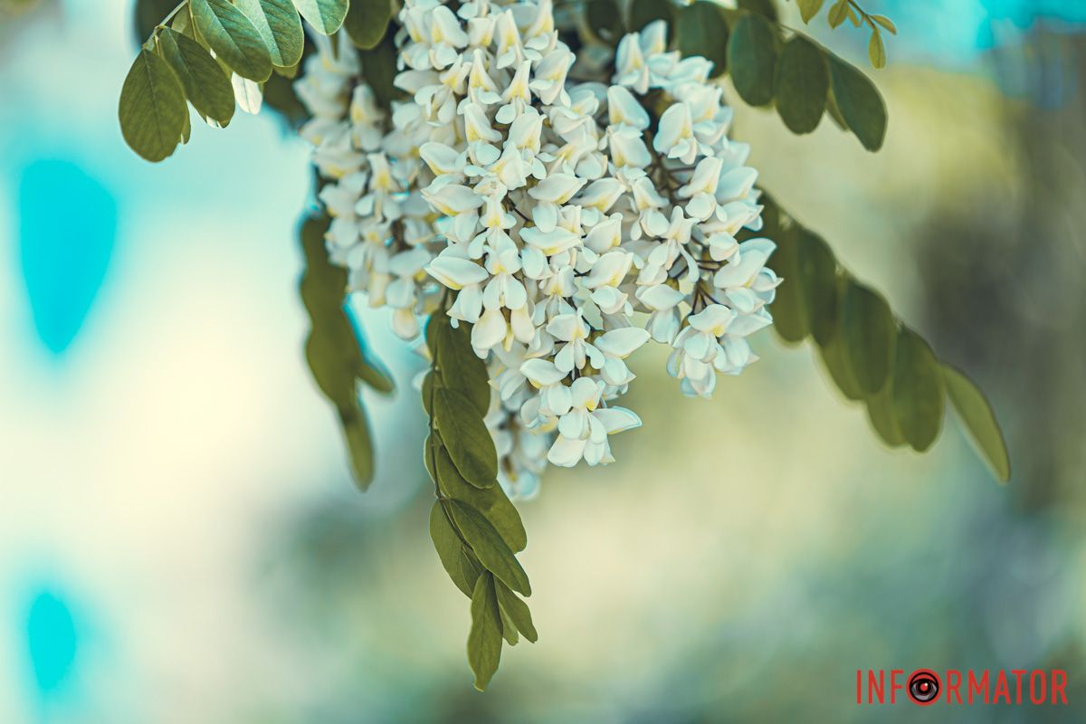 Автор: Володимир Сосюра