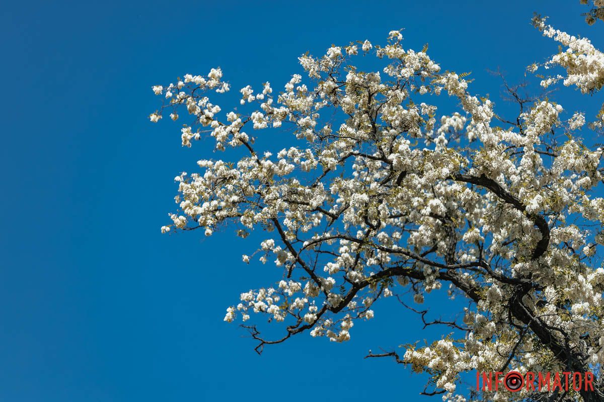 Пшениці колихливий лан.
