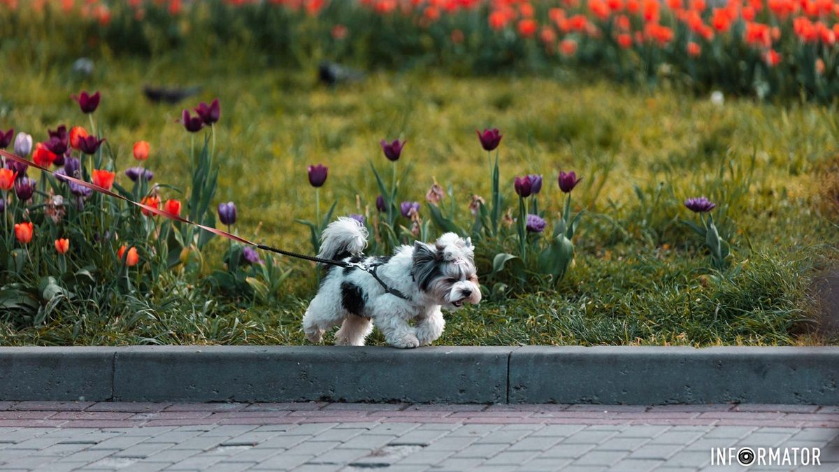 У Дніпрі буде сонячно та тепло: прогноз погоди на 7 травня