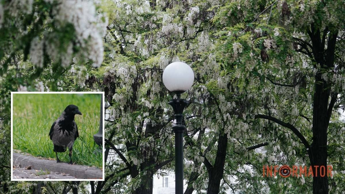 Погода на 9 мая: в Днепре будет слабая облачность