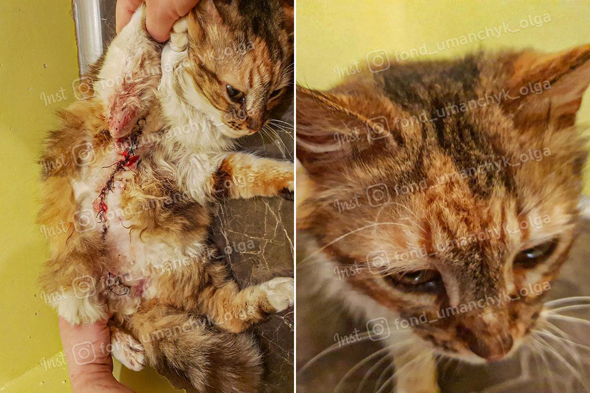 Кішечку підкинули волонтерам у коробці Кішечку підкинули волонтерам у коробці