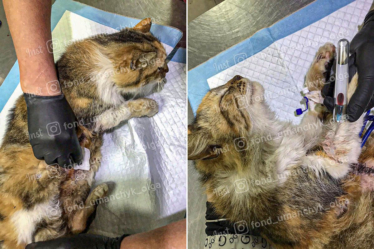 Гарбузику зробили 2 операції. Далі - тривале лікування Гарбузику зробили 2 операції. Далі - тривале лікування