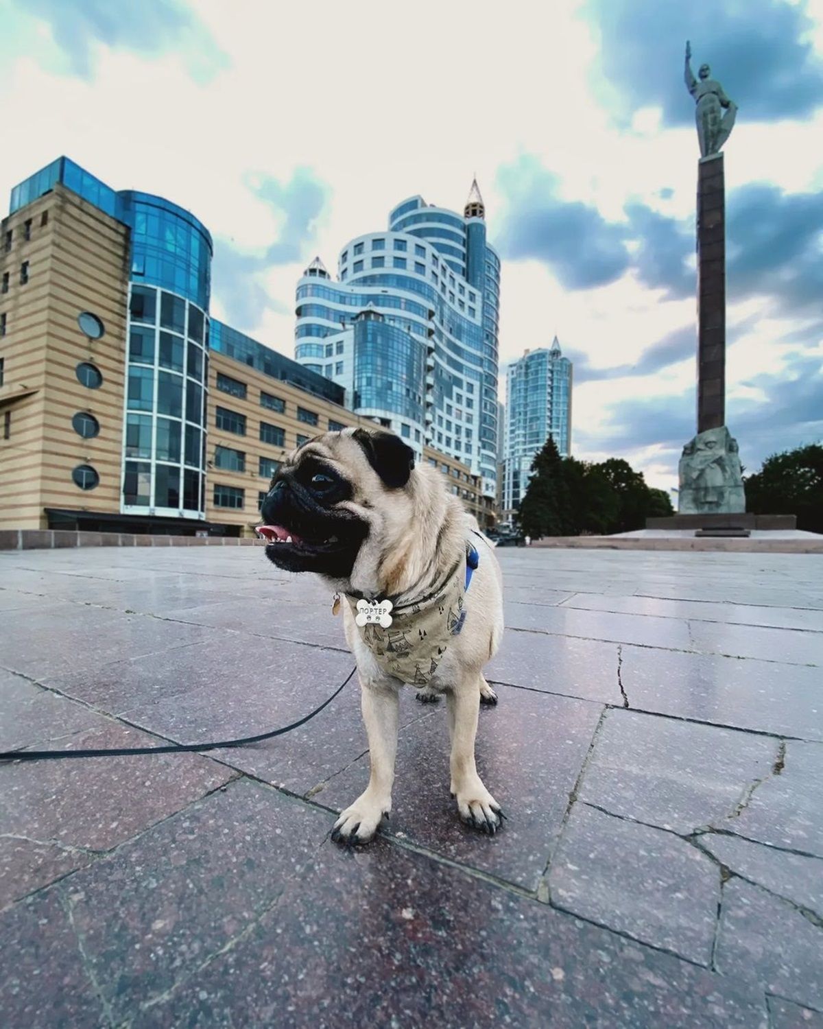 Фото: @porter.the.pug Фото: @porter.the.pug