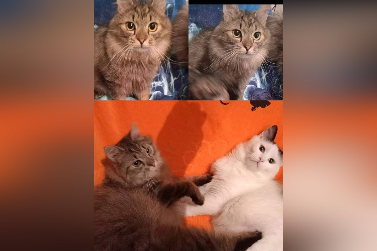 Кошенята з евакуації