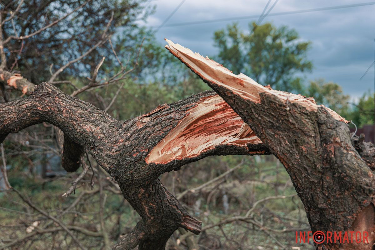 Повалило дерево