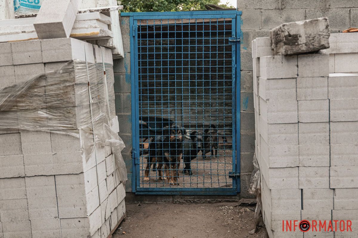 Налякані тваринки