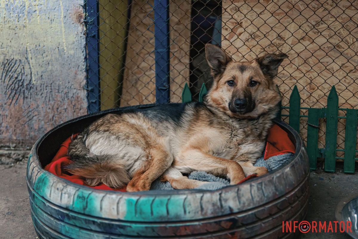 Він шукає господаря 