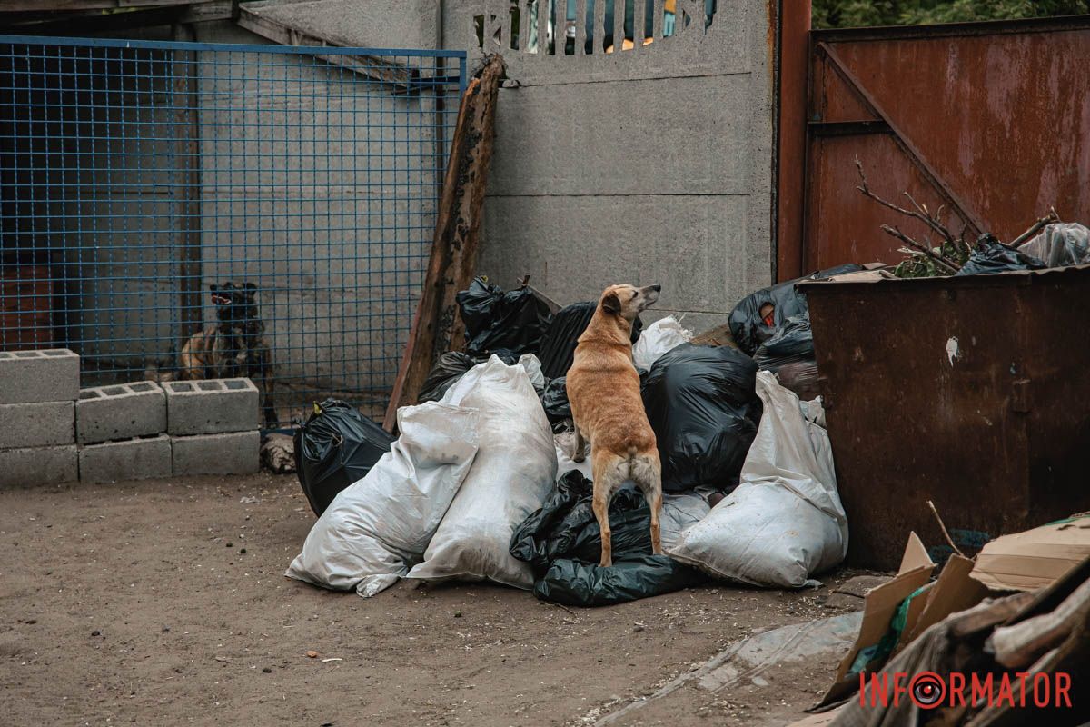 Тут про них піклуються 