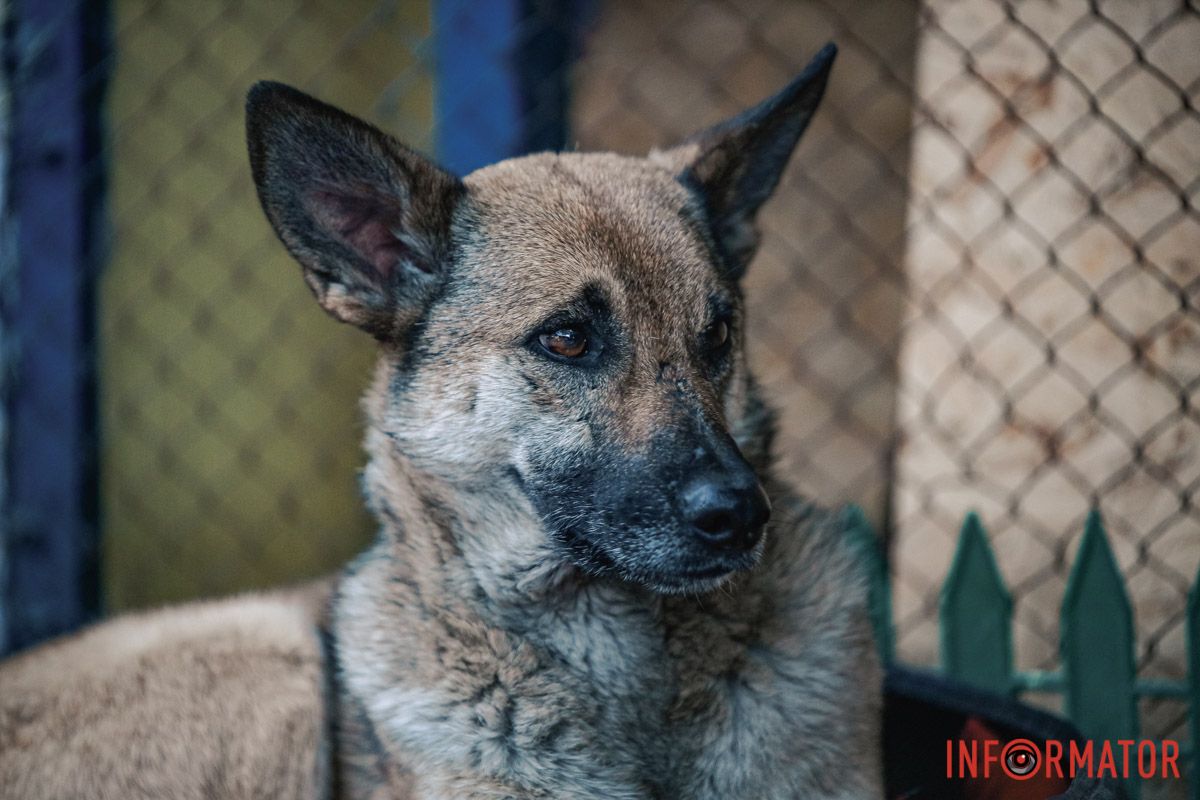 Притулок надає житло безхатнім тваринам