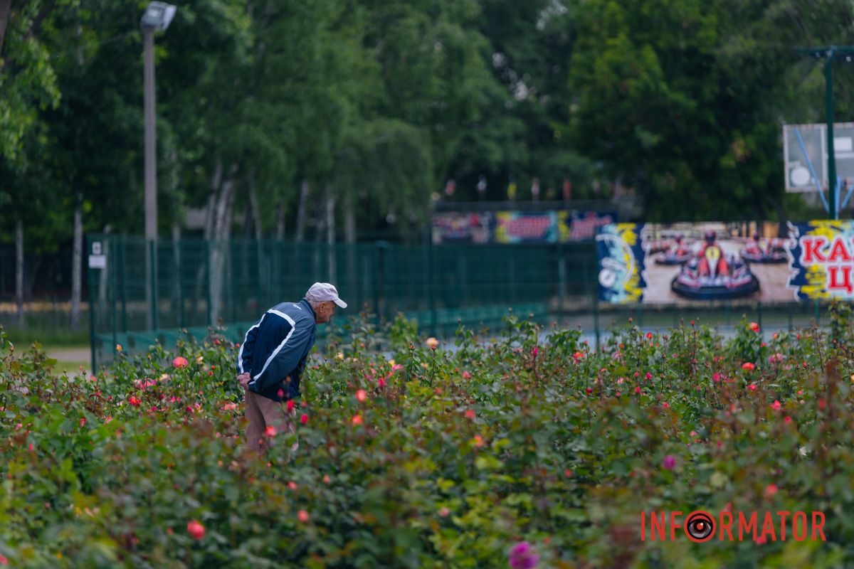 Краса троянд до серця пролягла