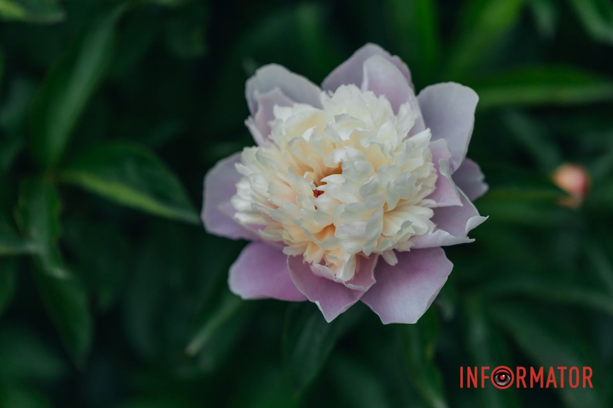 Автор: Надія Красоткіна