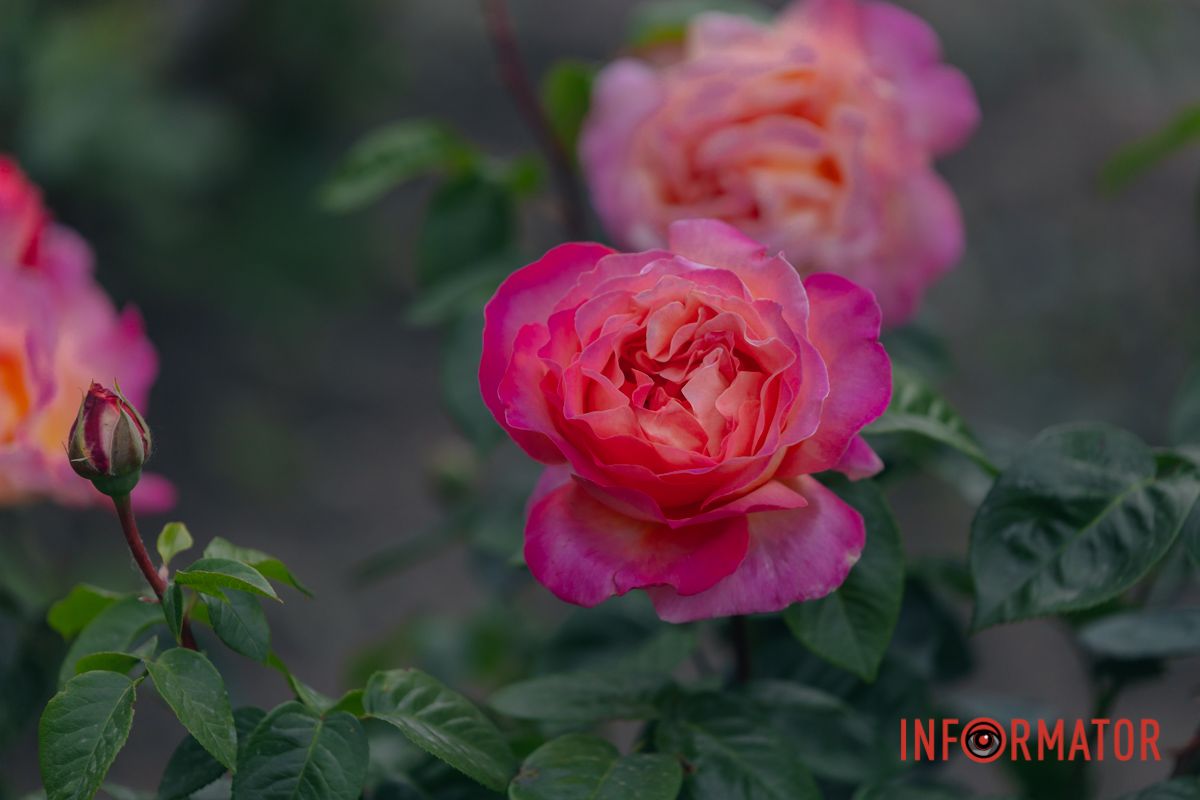 Тому давно ввійшли у моду.