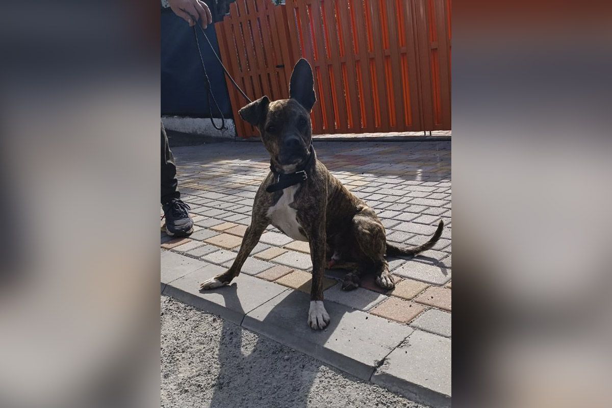 Шерхан вырастет надежным телохранителем