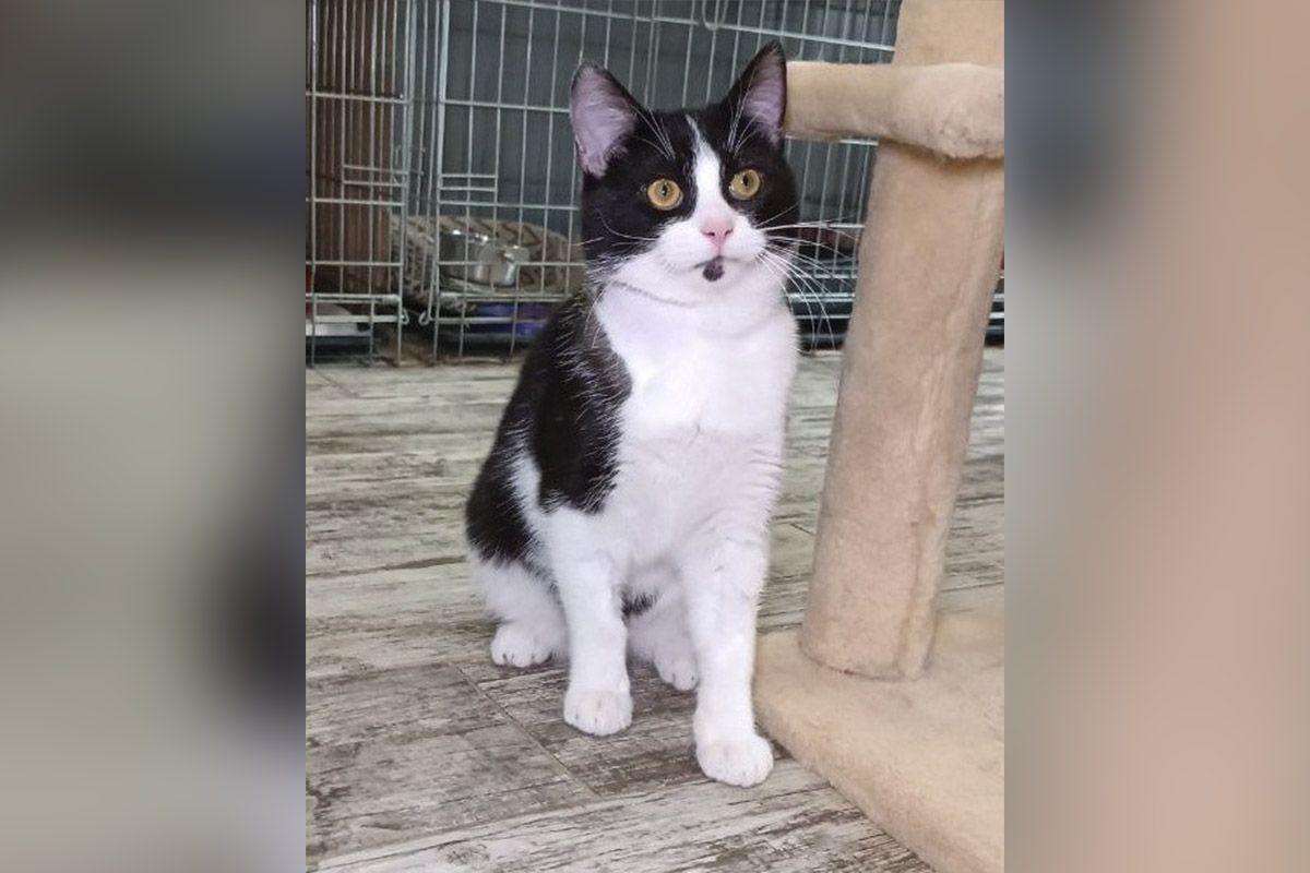 Это Том и он очень громко мурлычет