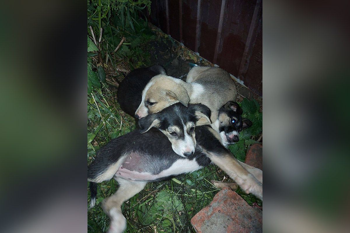 Два мальчика и девочка мечтают найти дом