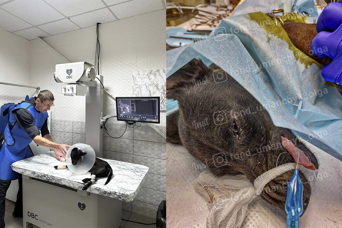 У Дніпрі рятують лапки Жульки