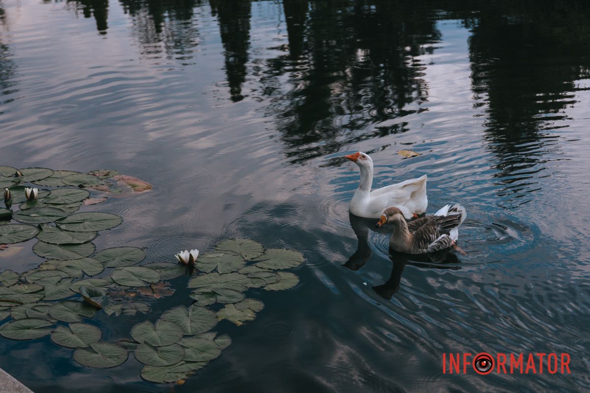 Русалчин квіт, лілея ніжна –