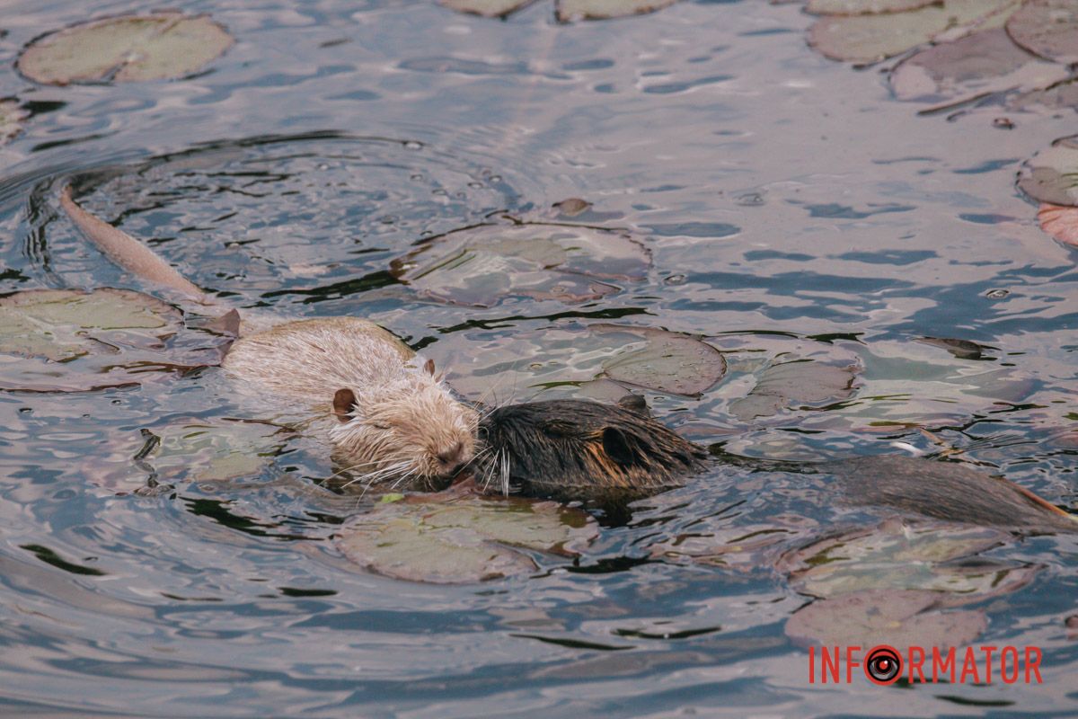 Цвіте іскристо і зірчасто.
