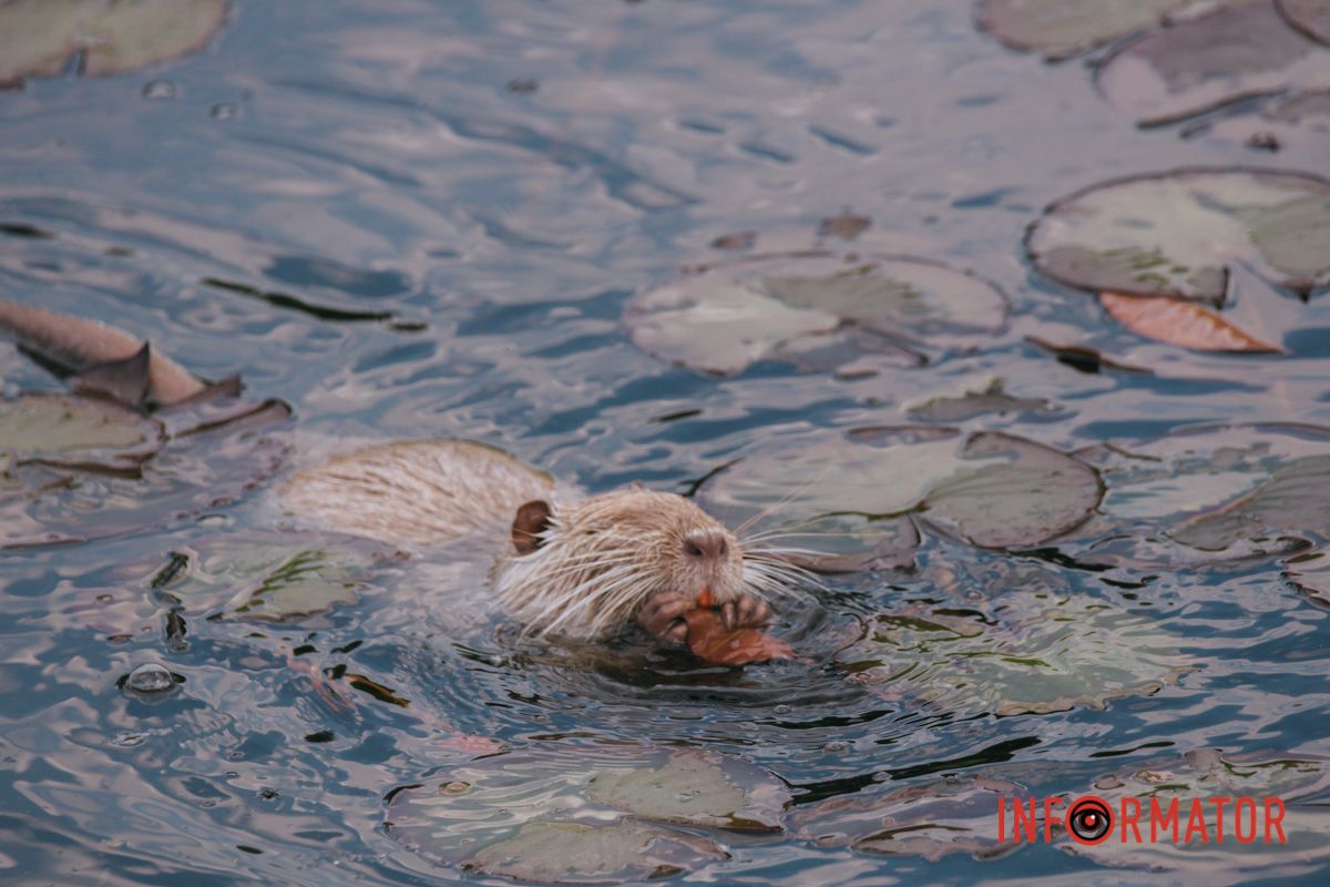 Сама ж сія в шарах найвищих.