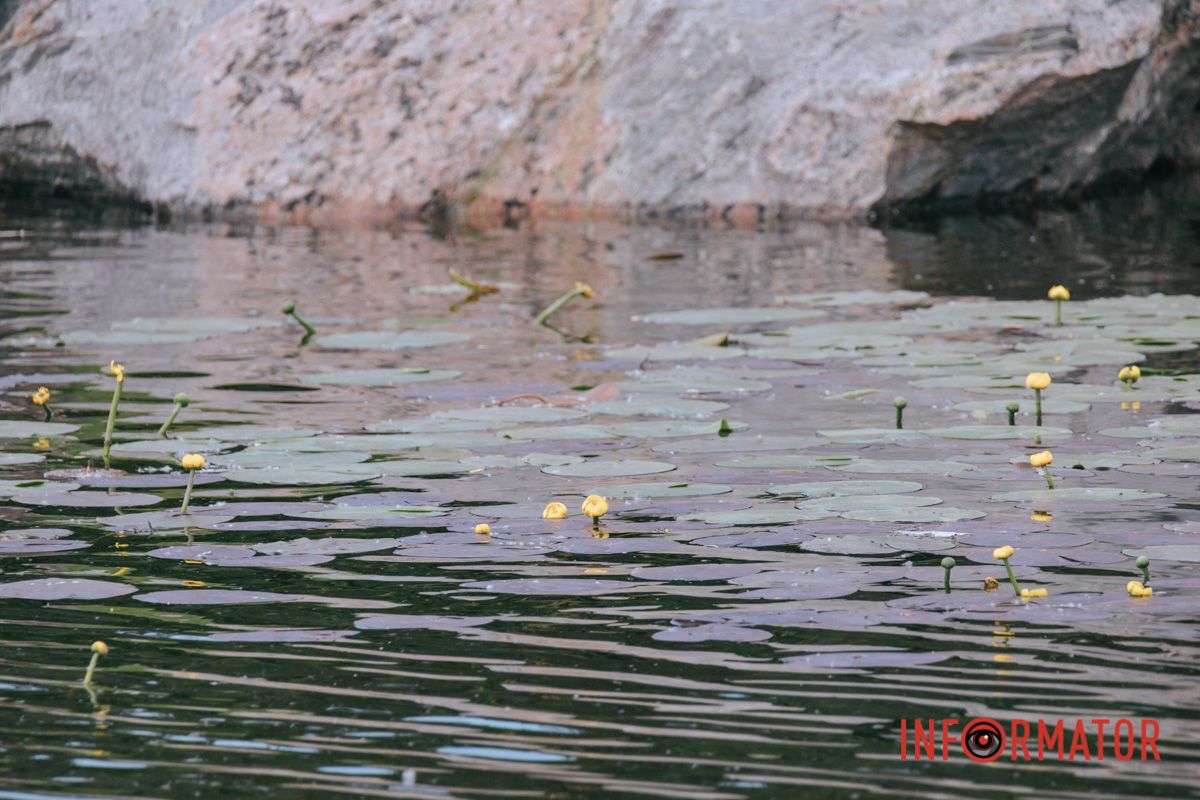 Сягає дна кореневищем –